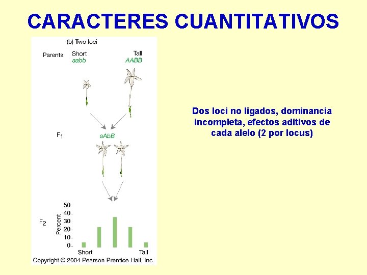 CARACTERES CUANTITATIVOS Dos loci no ligados, dominancia incompleta, efectos aditivos de cada alelo (2