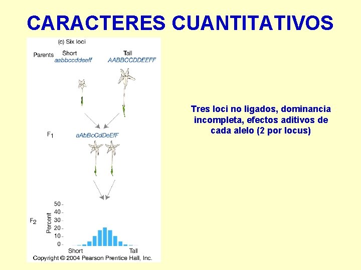 CARACTERES CUANTITATIVOS Tres loci no ligados, dominancia incompleta, efectos aditivos de cada alelo (2