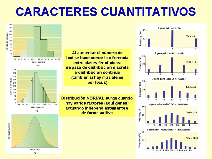 CARACTERES CUANTITATIVOS Al aumentar el número de loci se hace menor la diferencia entre