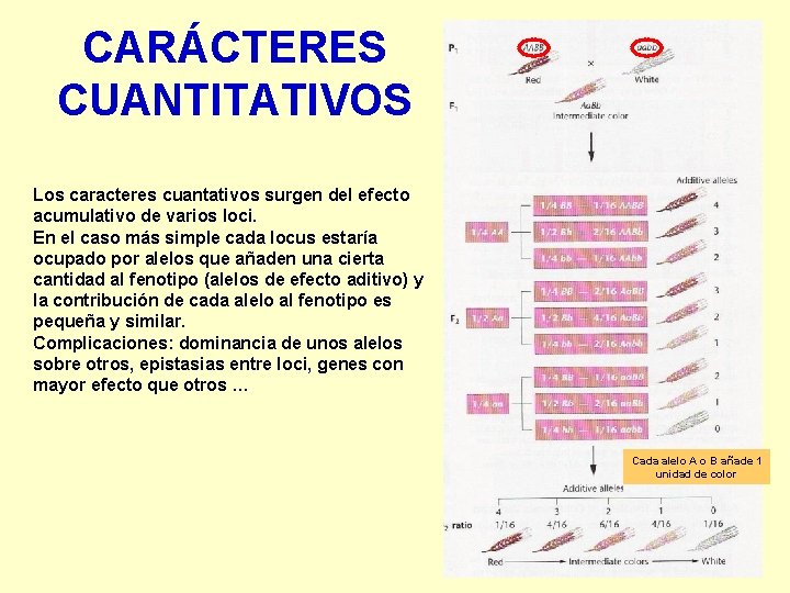 CARÁCTERES CUANTITATIVOS Los caracteres cuantativos surgen del efecto acumulativo de varios loci. En el