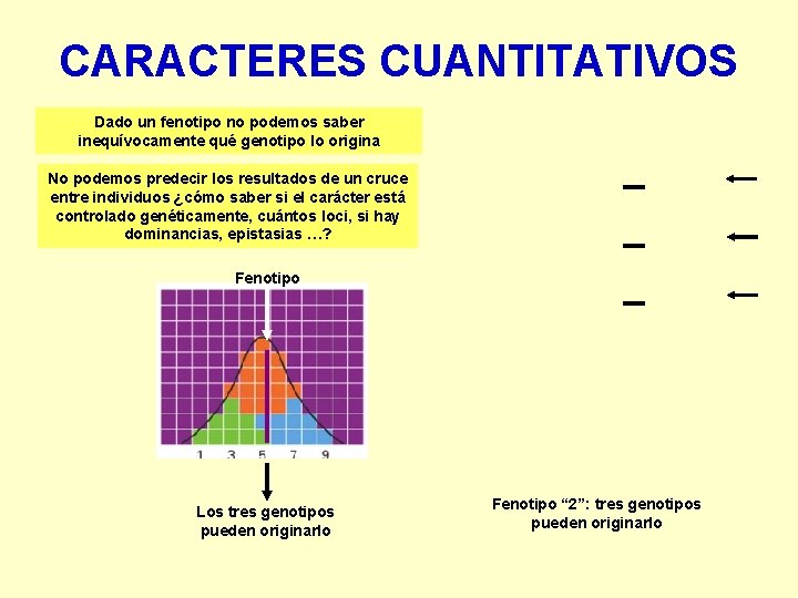 CARACTERES CUANTITATIVOS Dado un fenotipo no podemos saber inequívocamente qué genotipo lo origina No