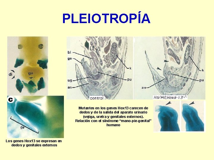 PLEIOTROPÍA Mutantes en los genes Hox 13 carecen de dedos y de la salida