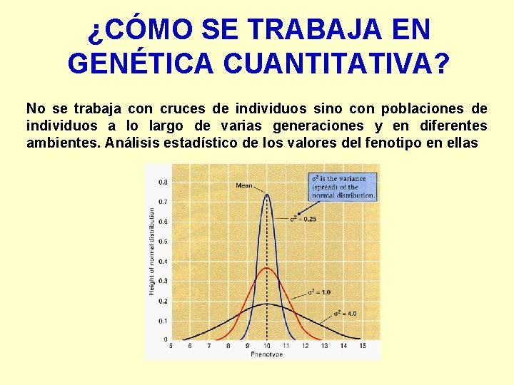 ¿CÓMO SE TRABAJA EN GENÉTICA CUANTITATIVA? No se trabaja con cruces de individuos sino