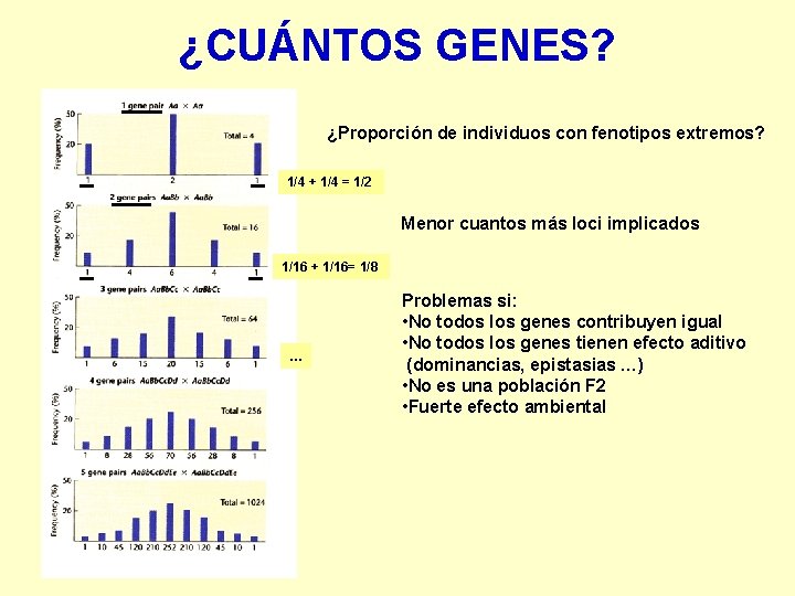 ¿CUÁNTOS GENES? ¿Proporción de individuos con fenotipos extremos? 1/4 + 1/4 = 1/2 Menor