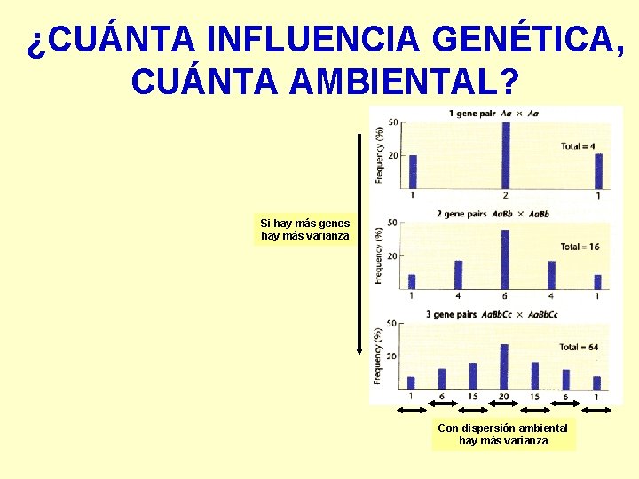 ¿CUÁNTA INFLUENCIA GENÉTICA, CUÁNTA AMBIENTAL? Si hay más genes hay más varianza Con dispersión