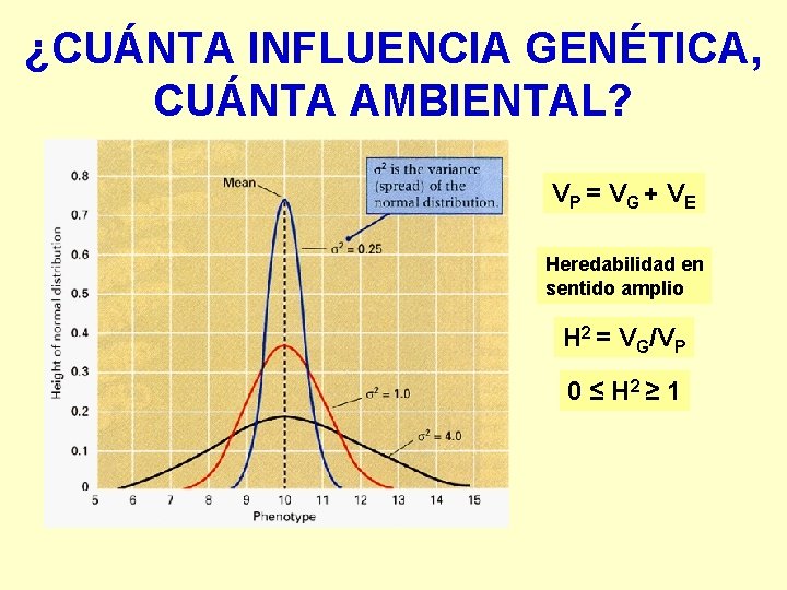 ¿CUÁNTA INFLUENCIA GENÉTICA, CUÁNTA AMBIENTAL? VP = V G + V E Heredabilidad en
