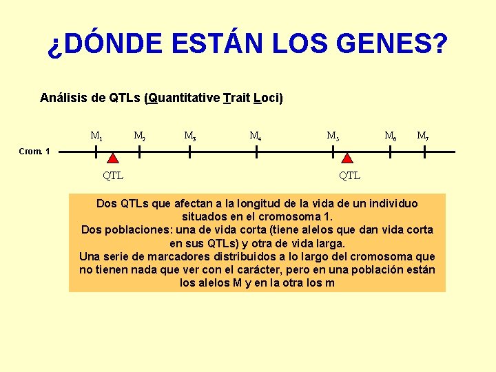 ¿DÓNDE ESTÁN LOS GENES? Análisis de QTLs (Quantitative Trait Loci) M 1 M 2