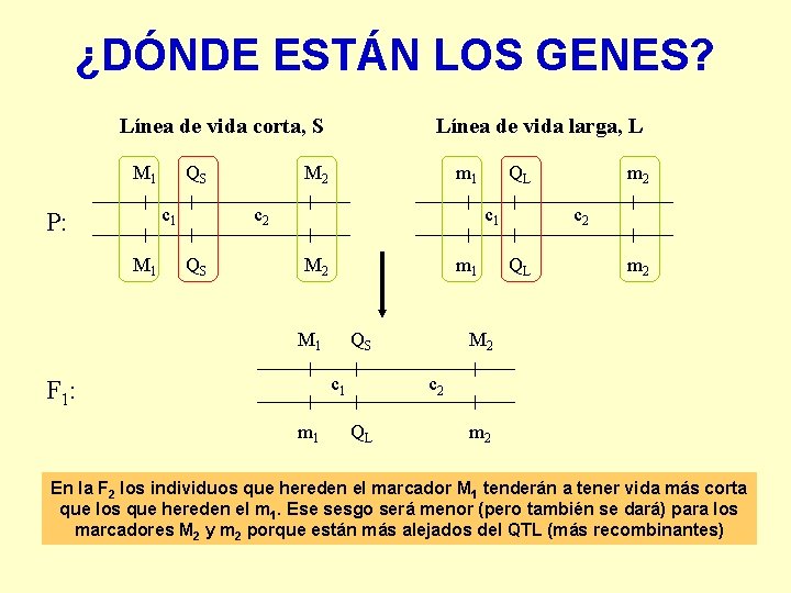 ¿DÓNDE ESTÁN LOS GENES? Línea de vida corta, S M 1 QS c 1