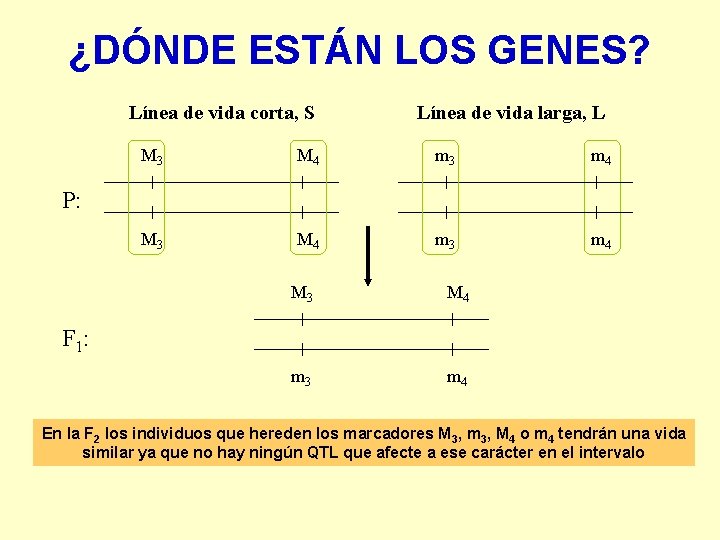 ¿DÓNDE ESTÁN LOS GENES? Línea de vida corta, S Línea de vida larga, L