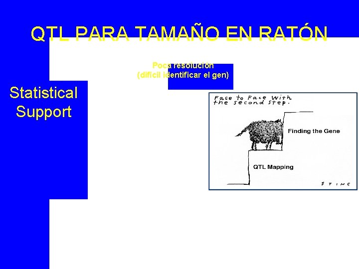 QTL PARA TAMAÑO EN RATÓN Poca resolución (difícil identificar el gen) Statistical Support 