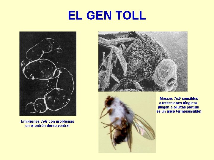 EL GEN TOLL Moscas Toll- sensibles a infecciones fúngicas (llegan a adultas porque es