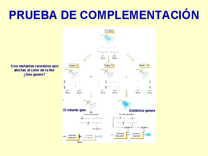 PRUEBA DE COMPLEMENTACIÓN Tres mutantes recesivos que afectan al color de la flor ¿tres