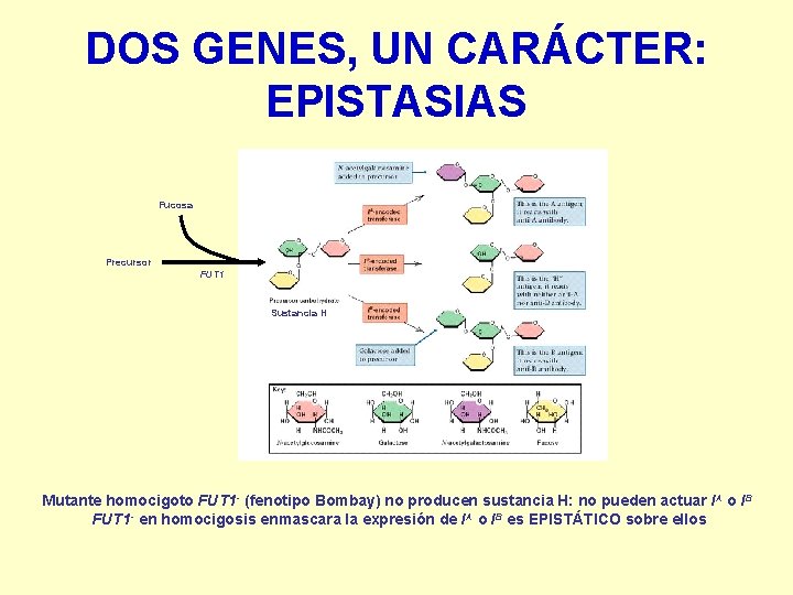 DOS GENES, UN CARÁCTER: EPISTASIAS Fucosa Precursor FUT 1 Sustancia H Mutante homocigoto FUT