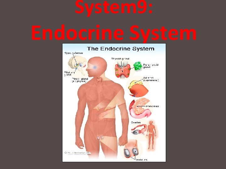 System 9: Endocrine System 