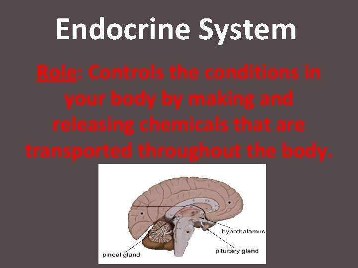 Endocrine System Role: Controls the conditions in your body by making and releasing chemicals