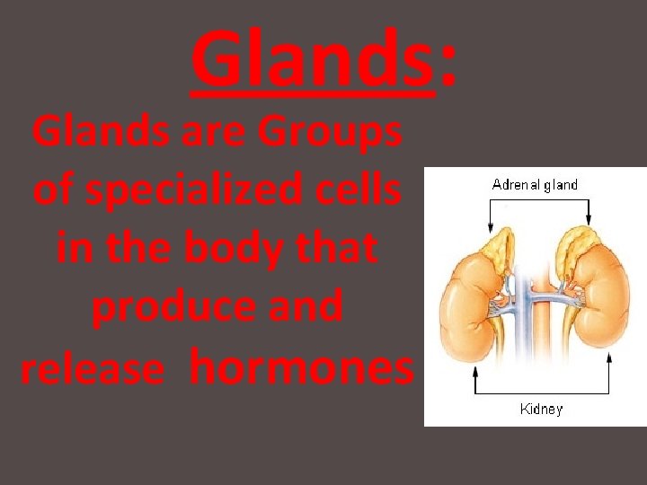 Glands: Glands are Groups of specialized cells in the body that produce and release