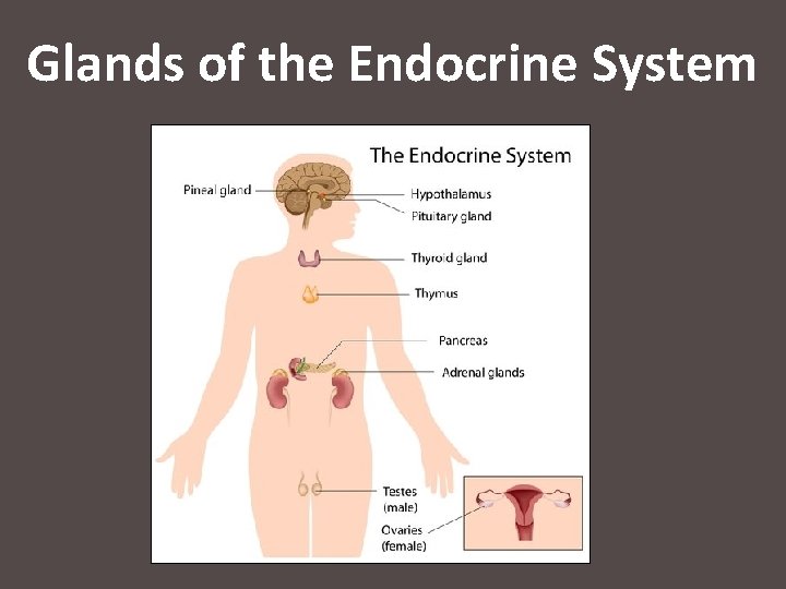 Glands of the Endocrine System 