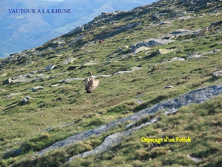 Dépeçage d’un Pottok 