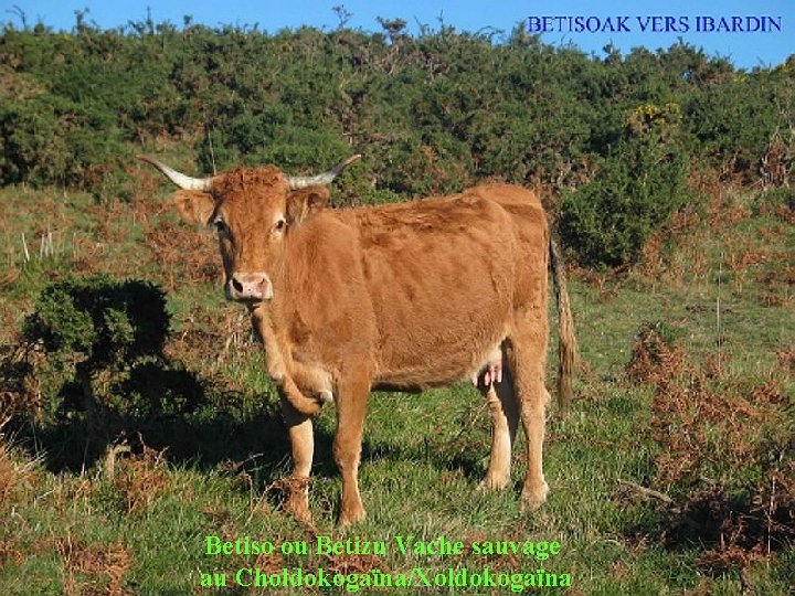 Betiso ou Betizu Vache sauvage au Choldokogaïna/Xoldokogaïna 
