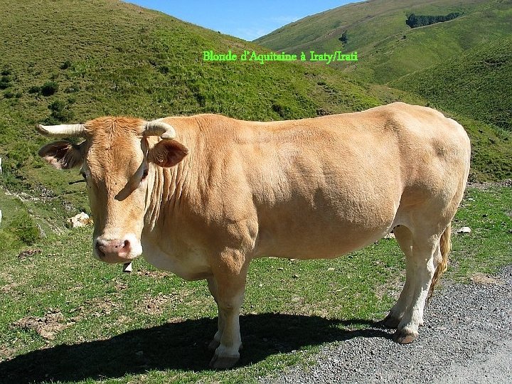 Blonde d’Aquitaine à Iraty/Irati 