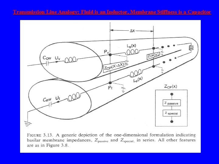Transmission Line Analogy: Fluid is an Inductor, Membrane Stiffness is a Capacitor 