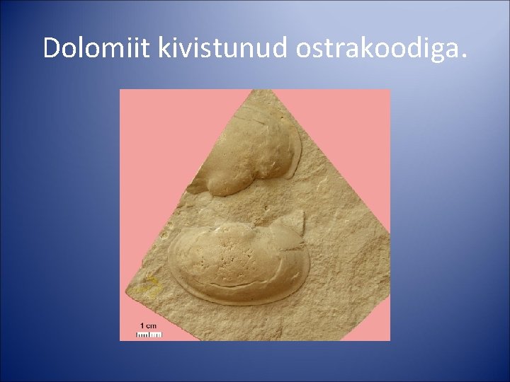 Dolomiit kivistunud ostrakoodiga. 