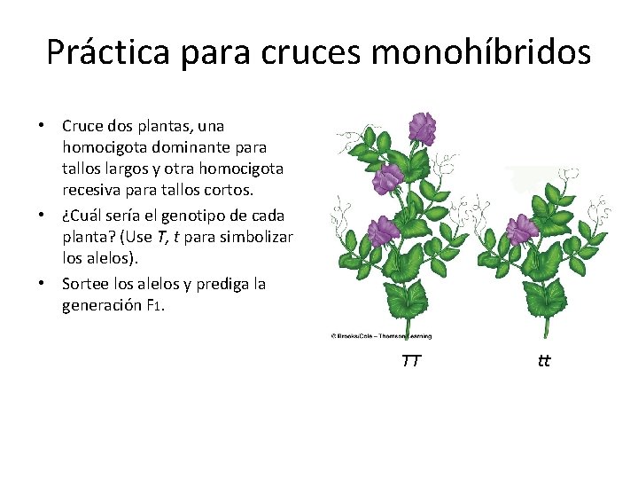 Práctica para cruces monohíbridos • Cruce dos plantas, una homocigota dominante para tallos largos