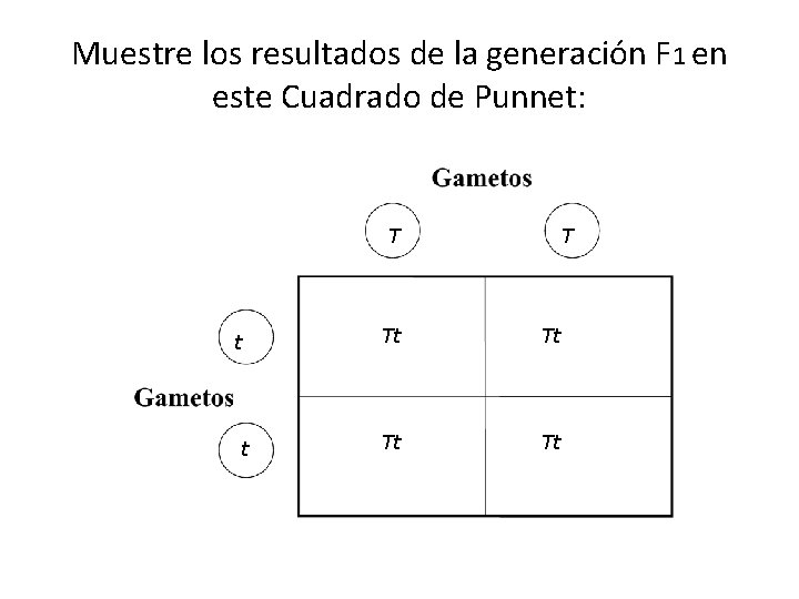 Muestre los resultados de la generación F 1 en este Cuadrado de Punnet: T