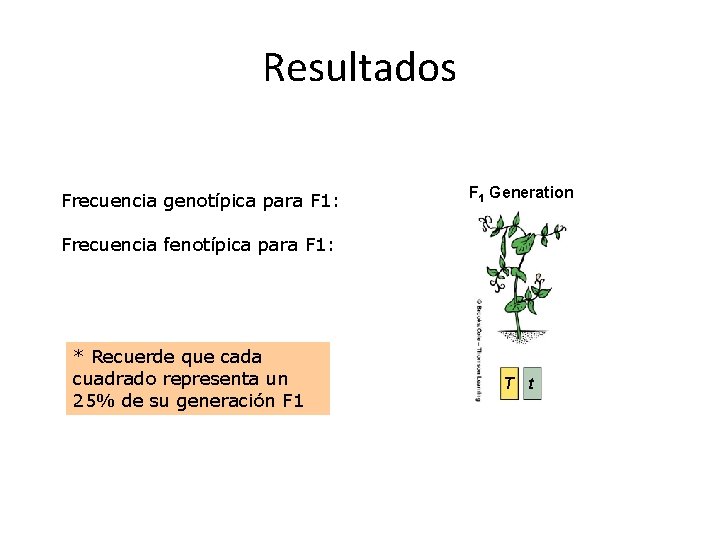 Resultados Frecuencia genotípica para F 1: F 1 Generation Frecuencia fenotípica para F 1:
