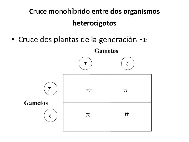 Cruce monohíbrido entre dos organismos heterocigotos • Cruce dos plantas de la generación F