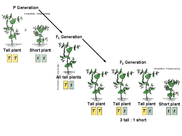 P Generation F 1 Generation Tall plant T T Short plant t t F
