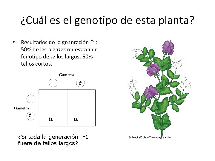 ¿Cuál es el genotipo de esta planta? • Resultados de la generación F 1: