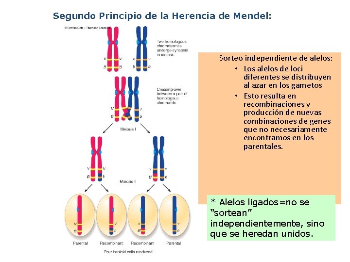 Segundo Principio de la Herencia de Mendel: Sorteo independiente de alelos: • Los alelos