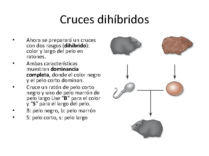 Cruces dihíbridos • • • Ahora se preparará un cruces con dos rasgos (dihíbrido):