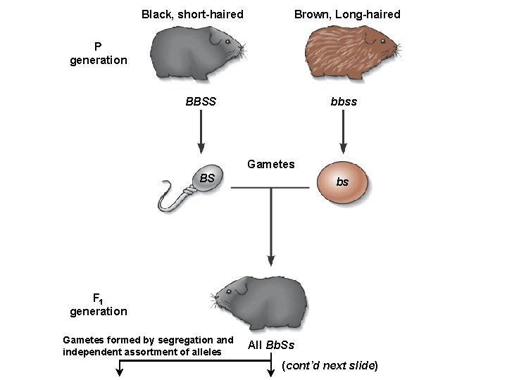 Black, short-haired Brown, Long-haired P generation BBSS bbss Gametes BS bs F 1 generation