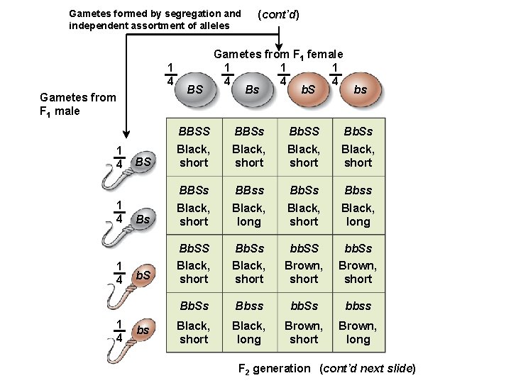 Gametes formed by segregation and independent assortment of alleles 1 4 Gametes from F