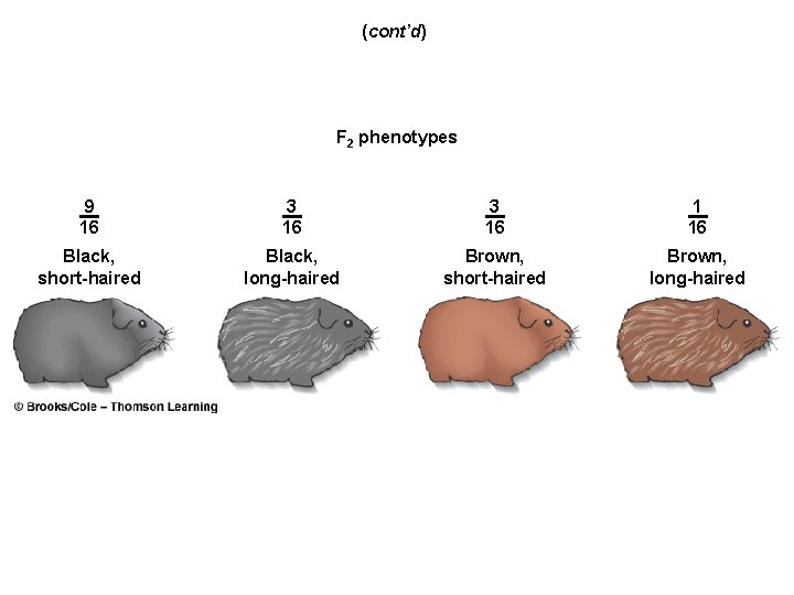 (cont’d) F 2 phenotypes 9 16 3 16 1 16 Black, short-haired Black, long-haired