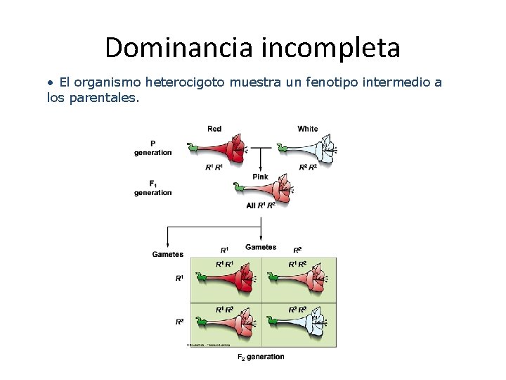 Dominancia incompleta • El organismo heterocigoto muestra un fenotipo intermedio a los parentales. 