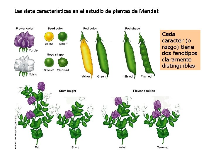 Las siete características en el estudio de plantas de Mendel: Cada caracter (o razgo)