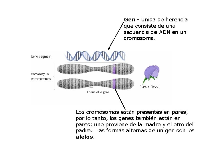 Gen - Unida de herencia que consiste de una secuencia de ADN en un