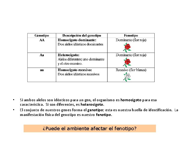  • • Si ambos alelos son idénticos para un gen, el organismo es