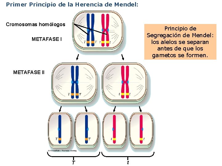 Primer Principio de la Herencia de Mendel: Cromosomas homólogos Principio de Segregación de Mendel: