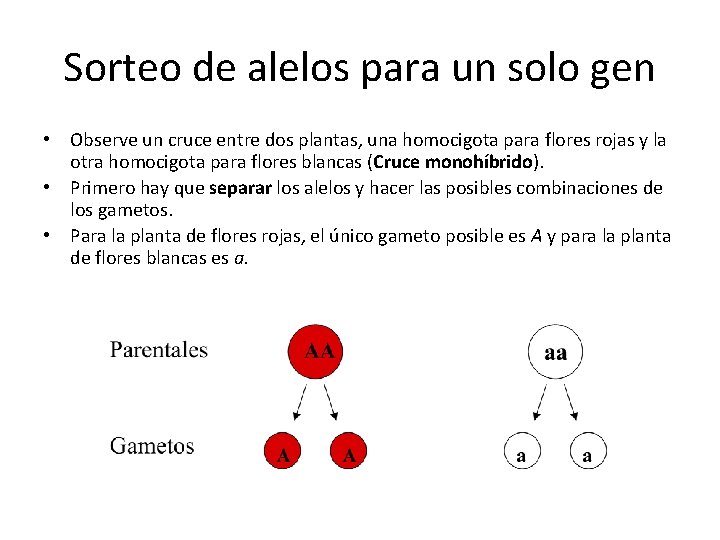 Sorteo de alelos para un solo gen • Observe un cruce entre dos plantas,