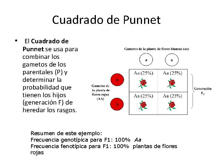 Cuadrado de Punnet • El Cuadrado de Punnet se usa para combinar los gametos