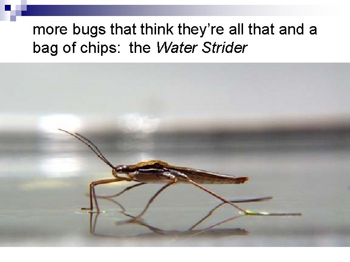 more bugs that think they’re all that and a bag of chips: the Water