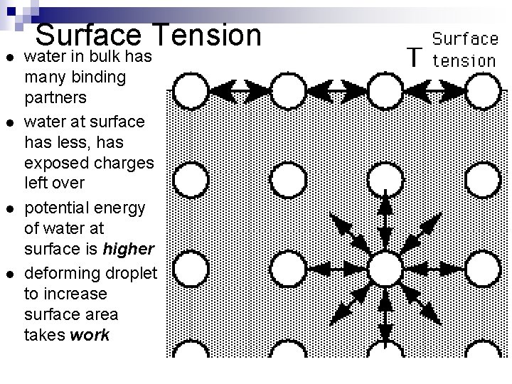 l l Surface Tension water in bulk has many binding partners water at surface