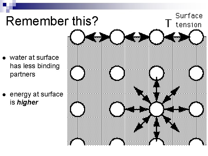 Remember this? l water at surface has less binding partners l energy at surface