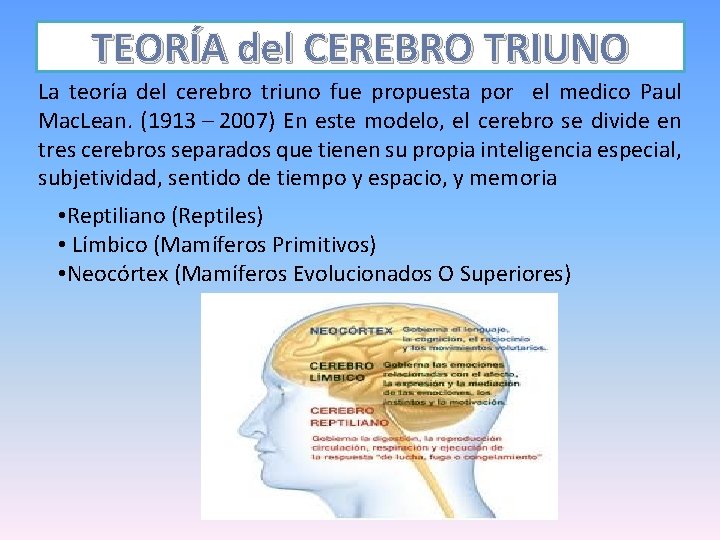 TEORÍA del CEREBRO TRIUNO La teoría del cerebro triuno fue propuesta por el medico