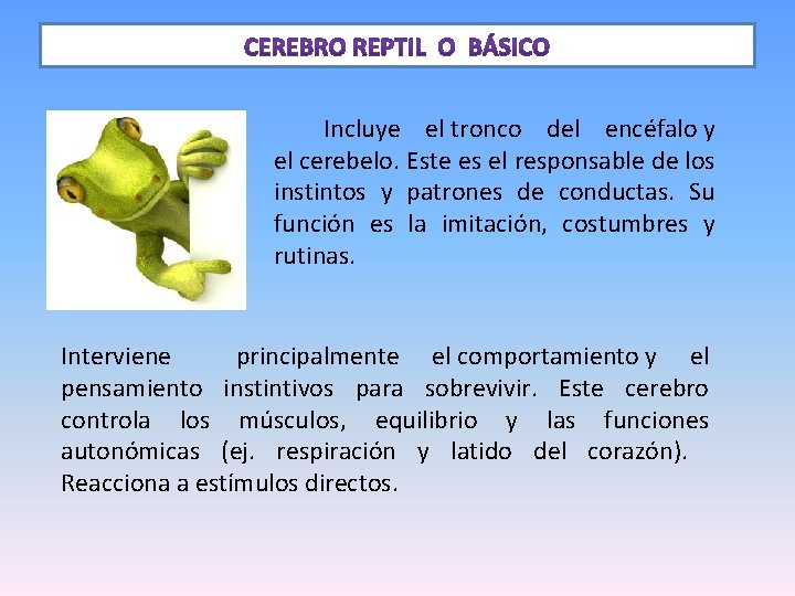  Incluye el tronco del encéfalo y el cerebelo. Este es el responsable de