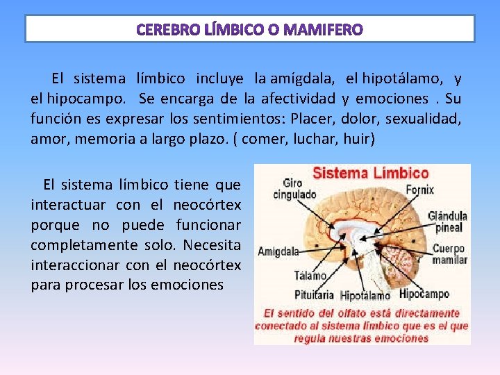  El sistema límbico incluye la amígdala, el hipotálamo, y el hipocampo. Se encarga